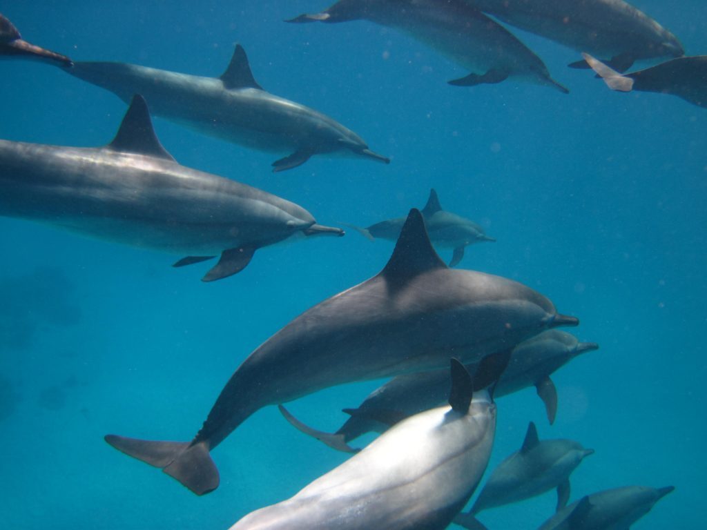 Nager avec les dauphins