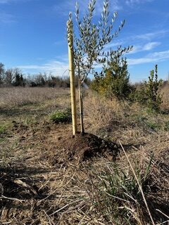 Première plantation d'arbre