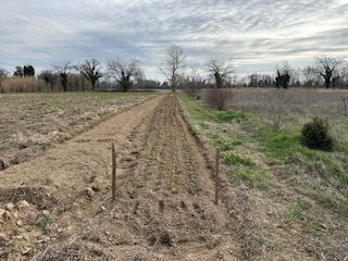 Plantation blette pied, feuille et ail